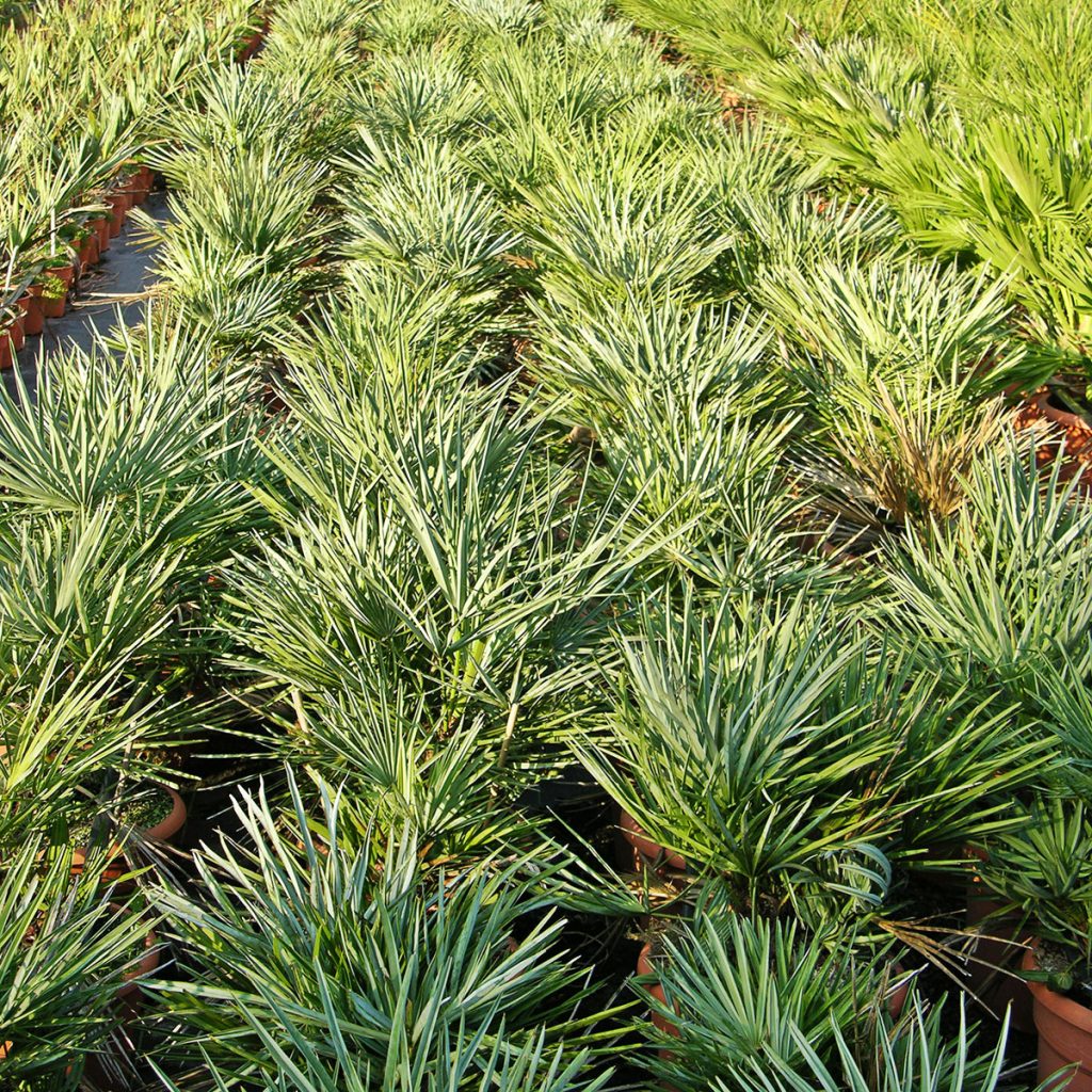Trachycarpus Fortunei en nuestro vivero de plantas aromáticas y palmáceas